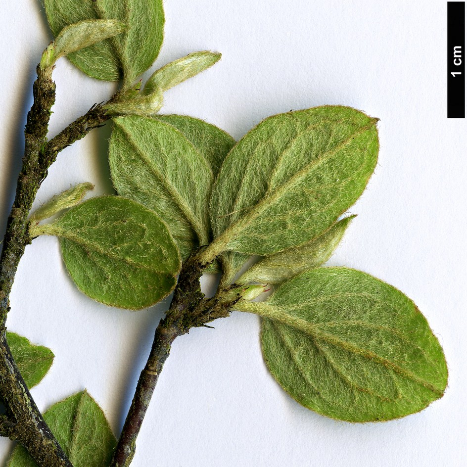 High resolution image: Family: Rosaceae - Genus: Cotoneaster - Taxon: floridus